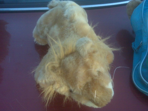 Lion after stuffed animal mending